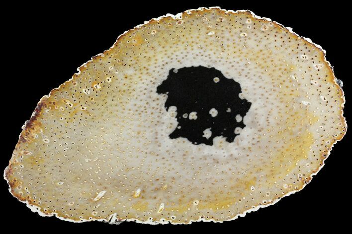 Petrified Palmwood (Palmoxylon) Slab - Louisiana #98255